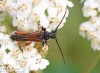 tesařík rudokrový (Brouci), Stenopterus rufus, Cerambycidae, Stenopterini (Coleoptera)